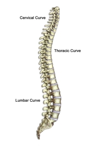 468325_SPINE_CURVES_OF