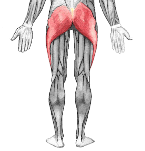 Gluteus_maximus