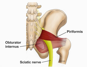 Piriformis