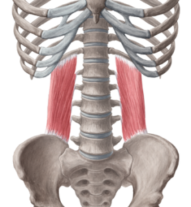 content_content_Quadratus_lumborum_muscle