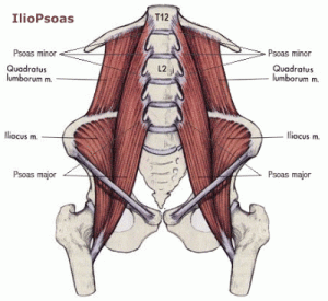 iliopsoas