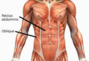 rectus-abdominis