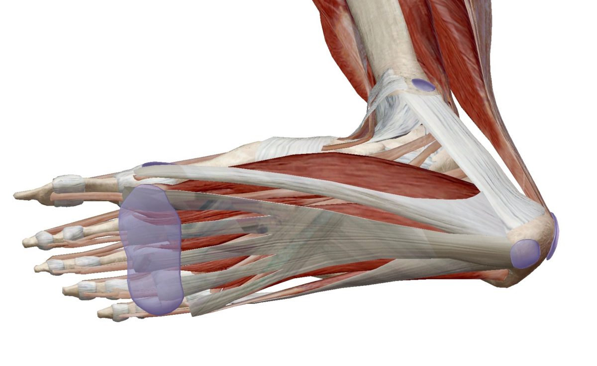 Flip Flops & Foot Pain