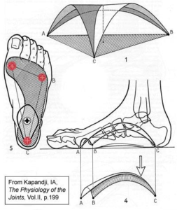 foot arch diagram