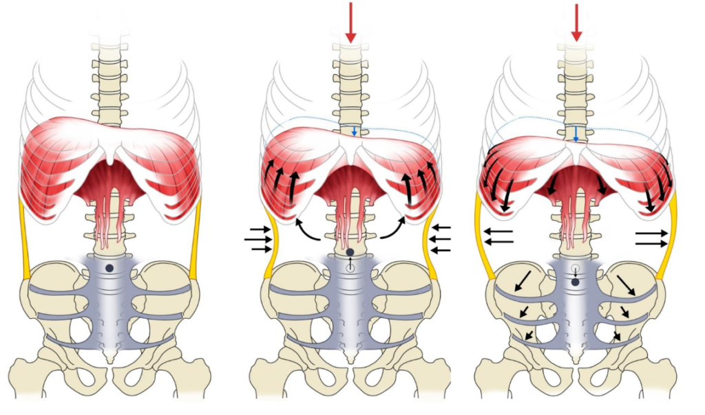 Stabilization function of the diaphragm and abdominal and pelvic muscles