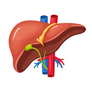 Liver