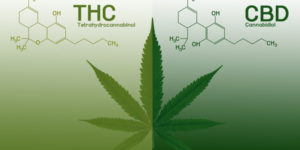 THC vs CBD