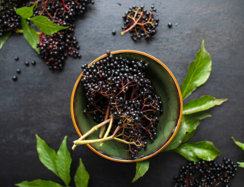 Elderberry Fights Colds and the Flu